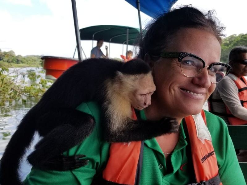 Kapuzineräffchen – Leben in Panama